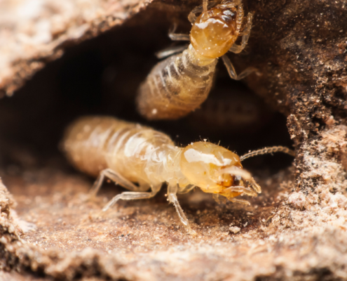 termite (1)