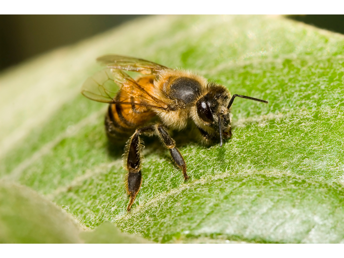 AFRICANIZED HONEY BEE (1)