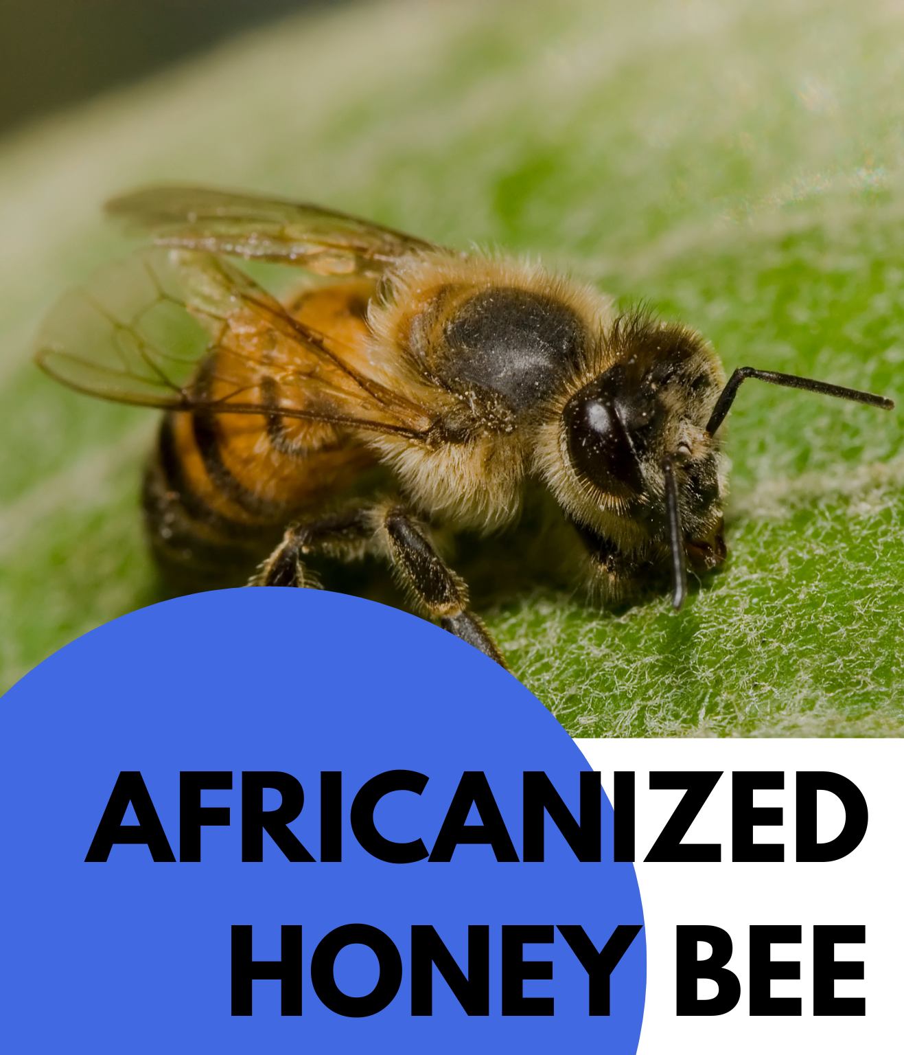 AFRICANIZED HONEY BEE
