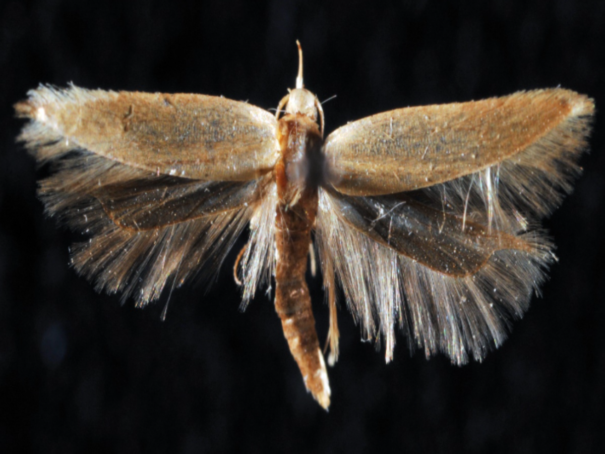 ANGOUMOIS GRAIN MOTH (1)