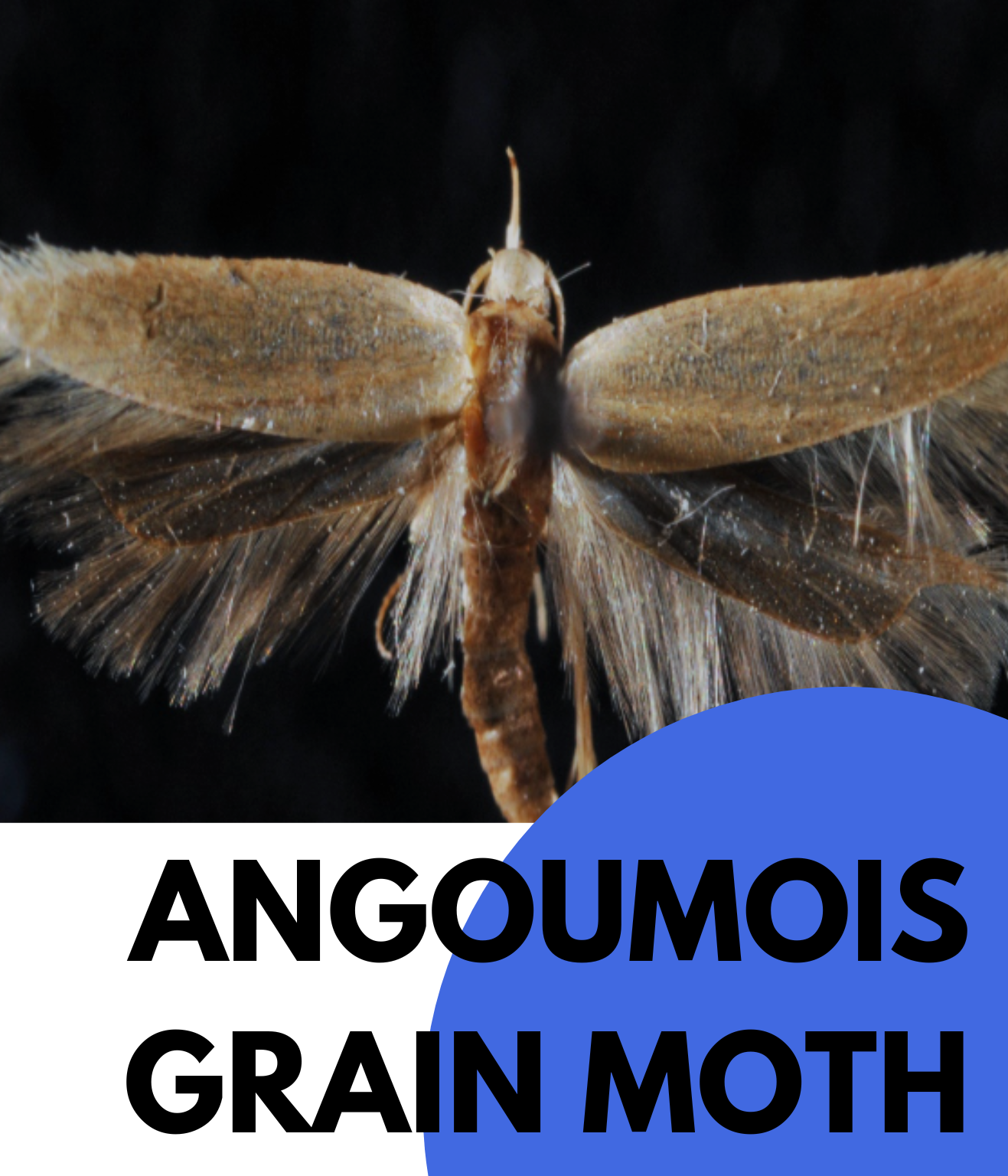 ANGOUMOIS GRAIN MOTH