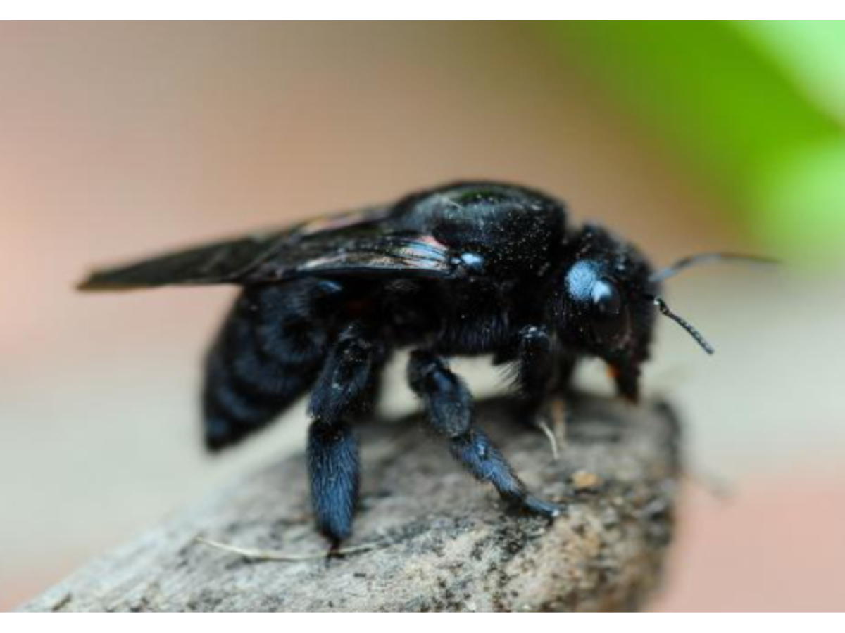 CARPENTER BEE (1)