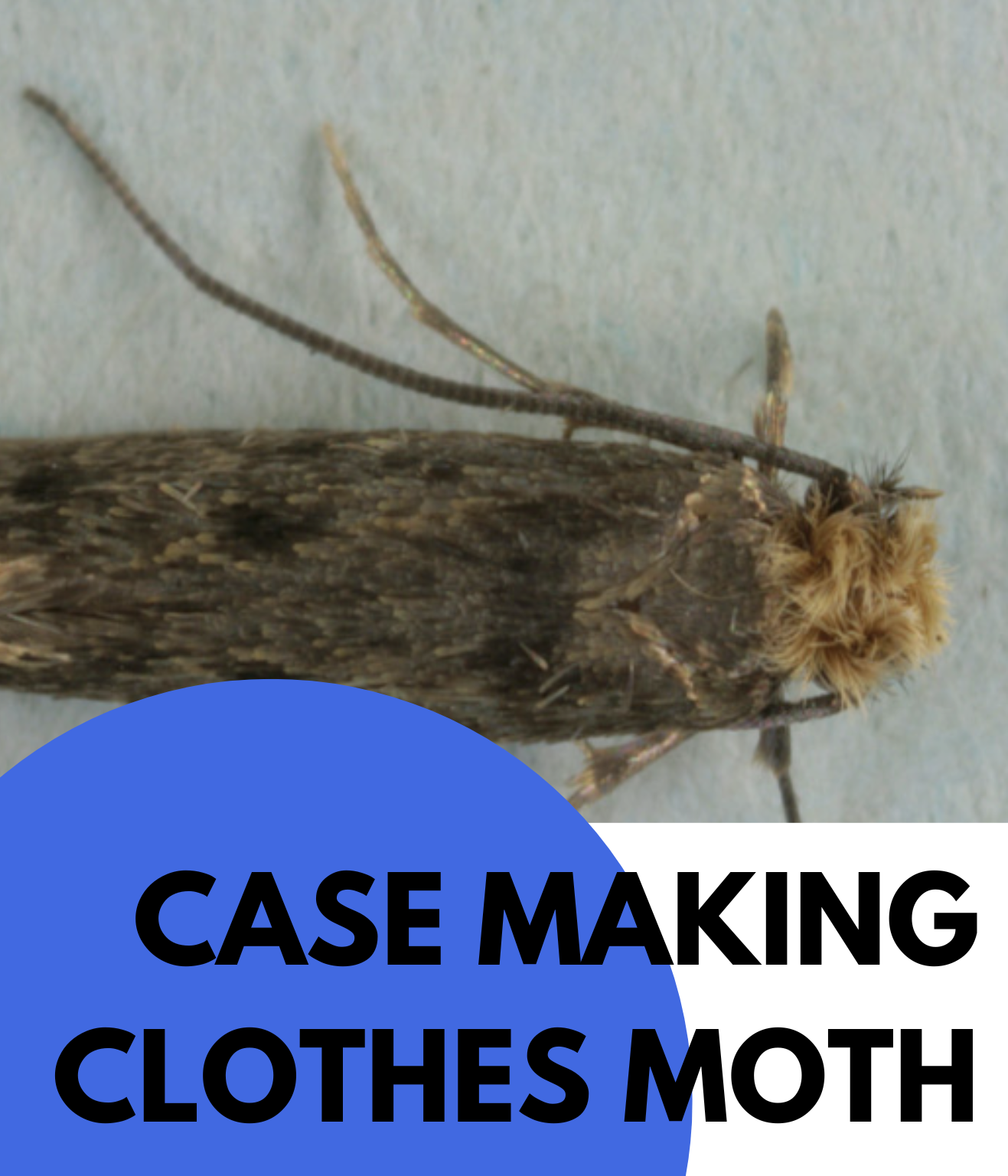 CASE MAKING CLOTHES MOTH (2)