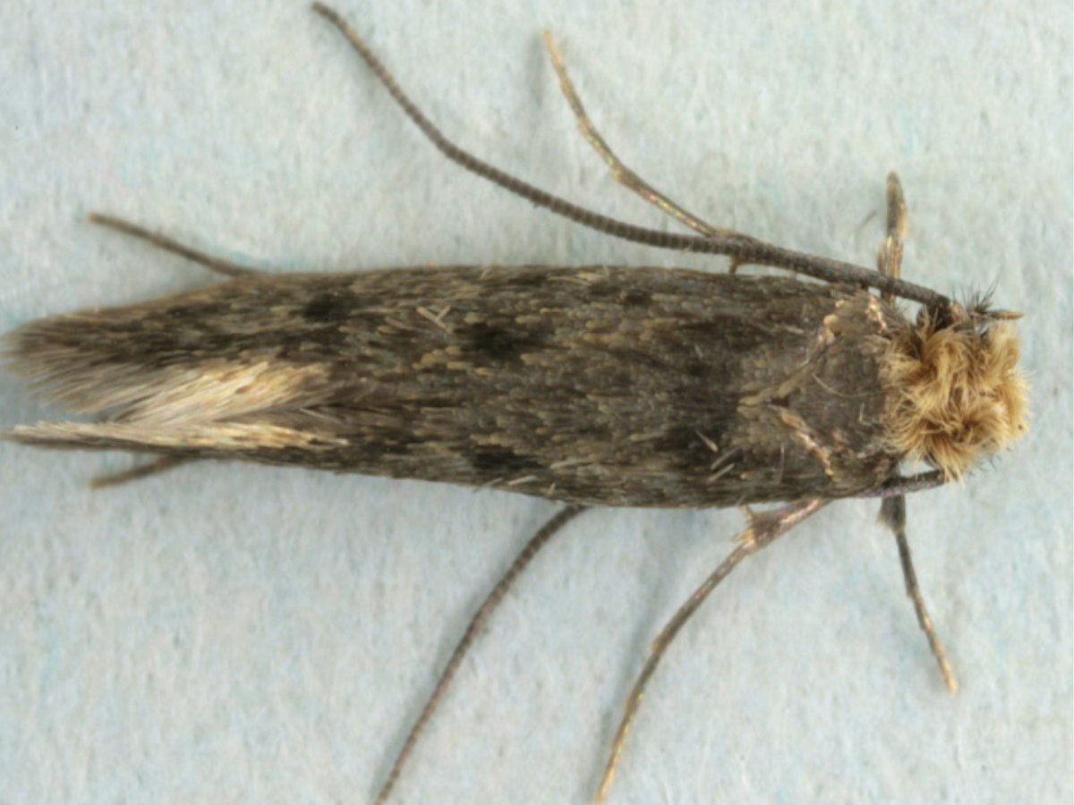 CASE MAKING CLOTHES MOTH