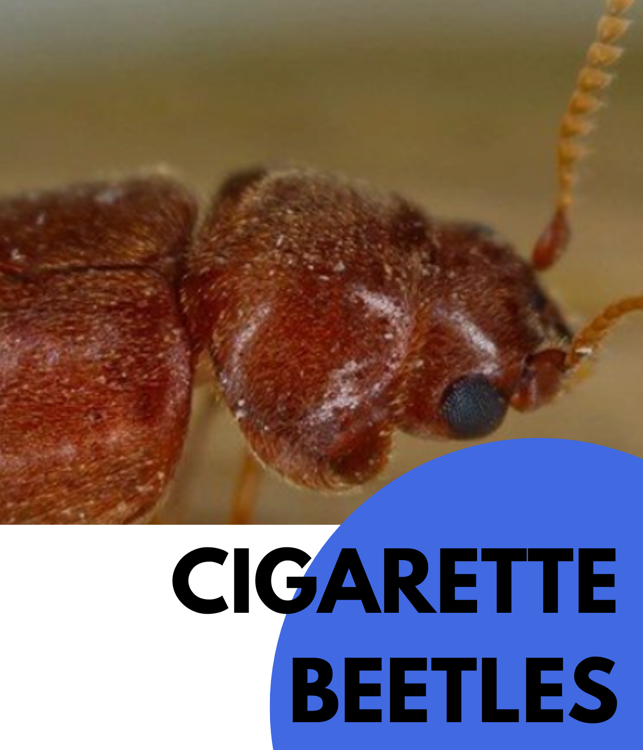 Cigarette Beetles