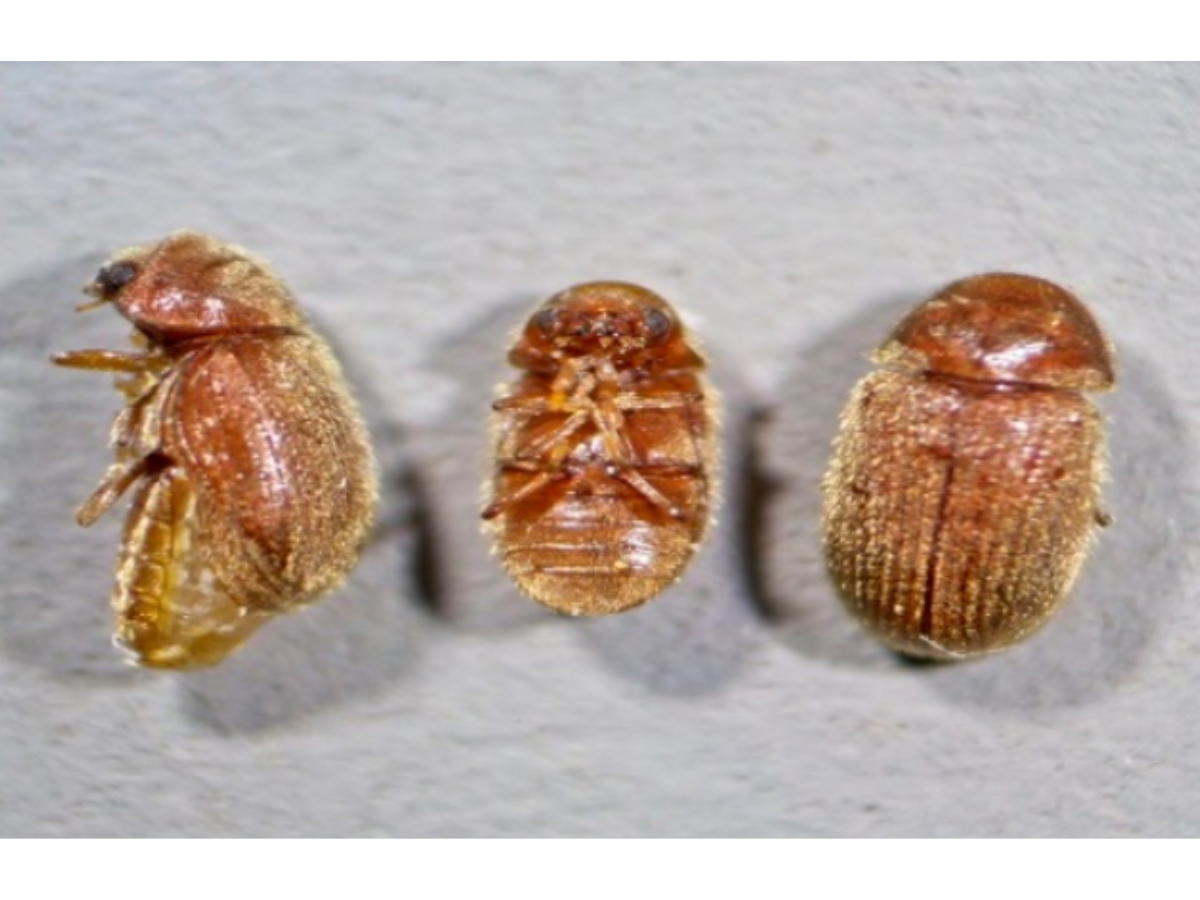 Drugstore Beetles (1)