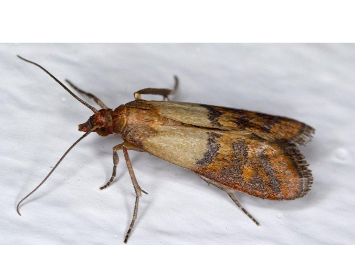 Indian Meal Moth (1)