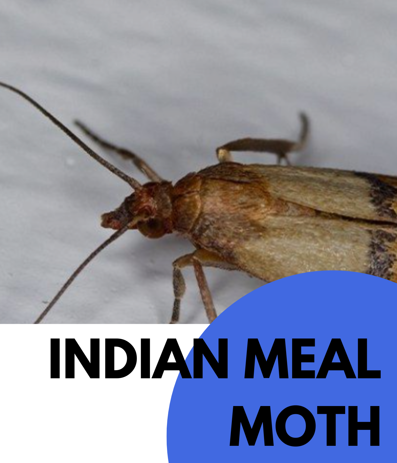 Indian Meal Moth