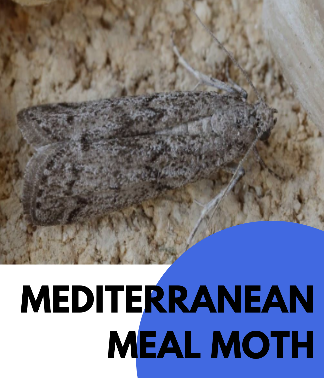 MEDITERRANEAN MEAL MOTH (2)