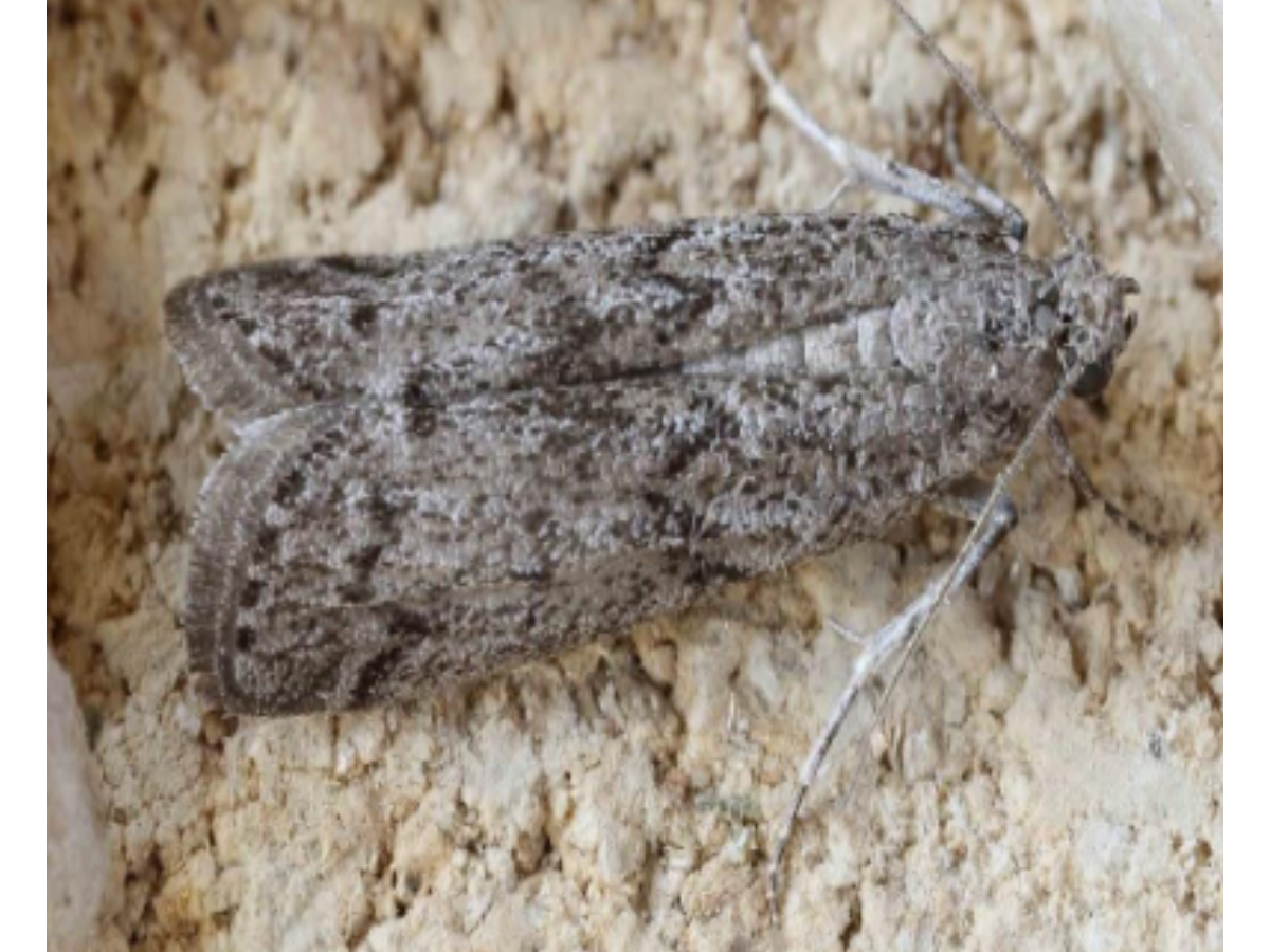 MEDITERRANEAN MEAL MOTH