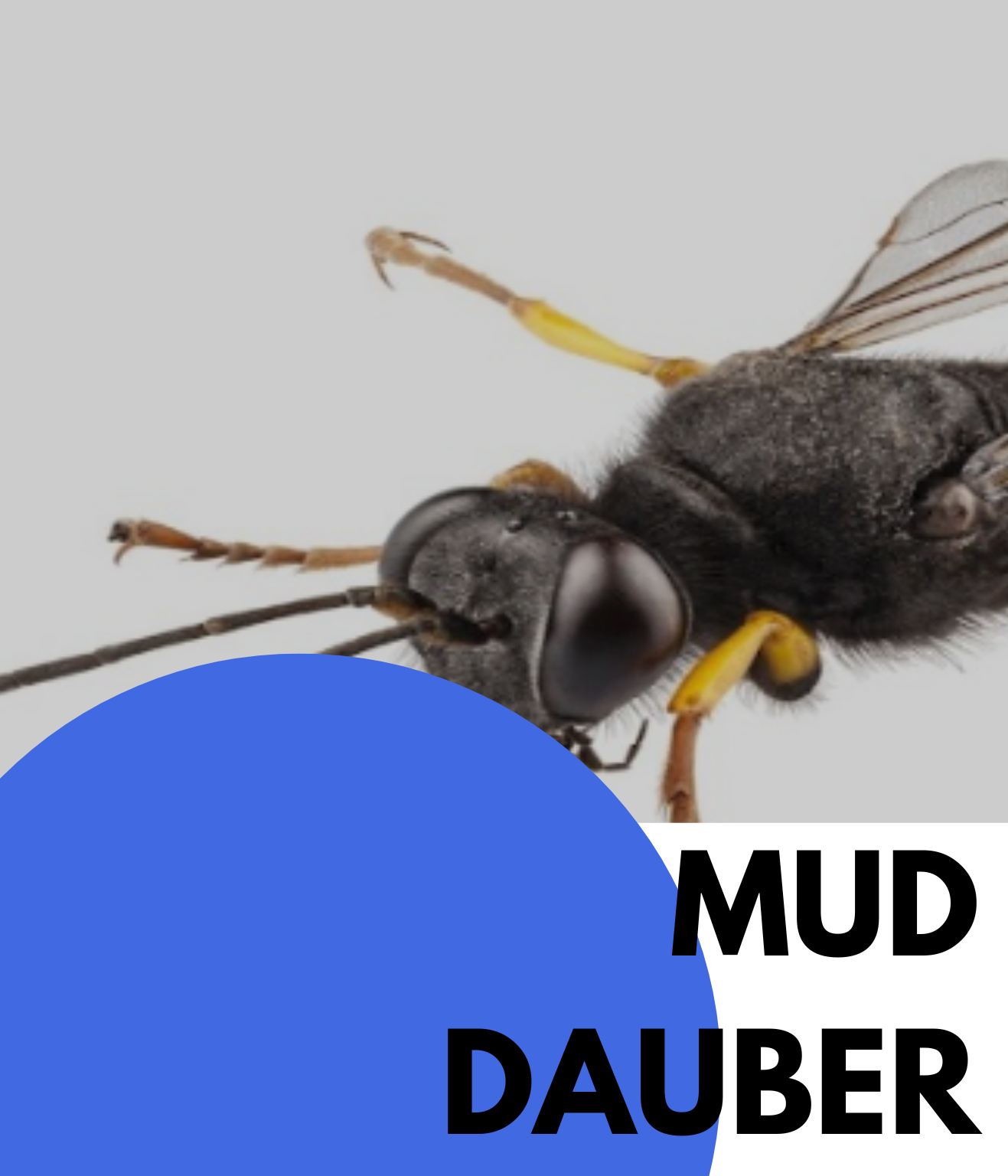 MUD DAUBER