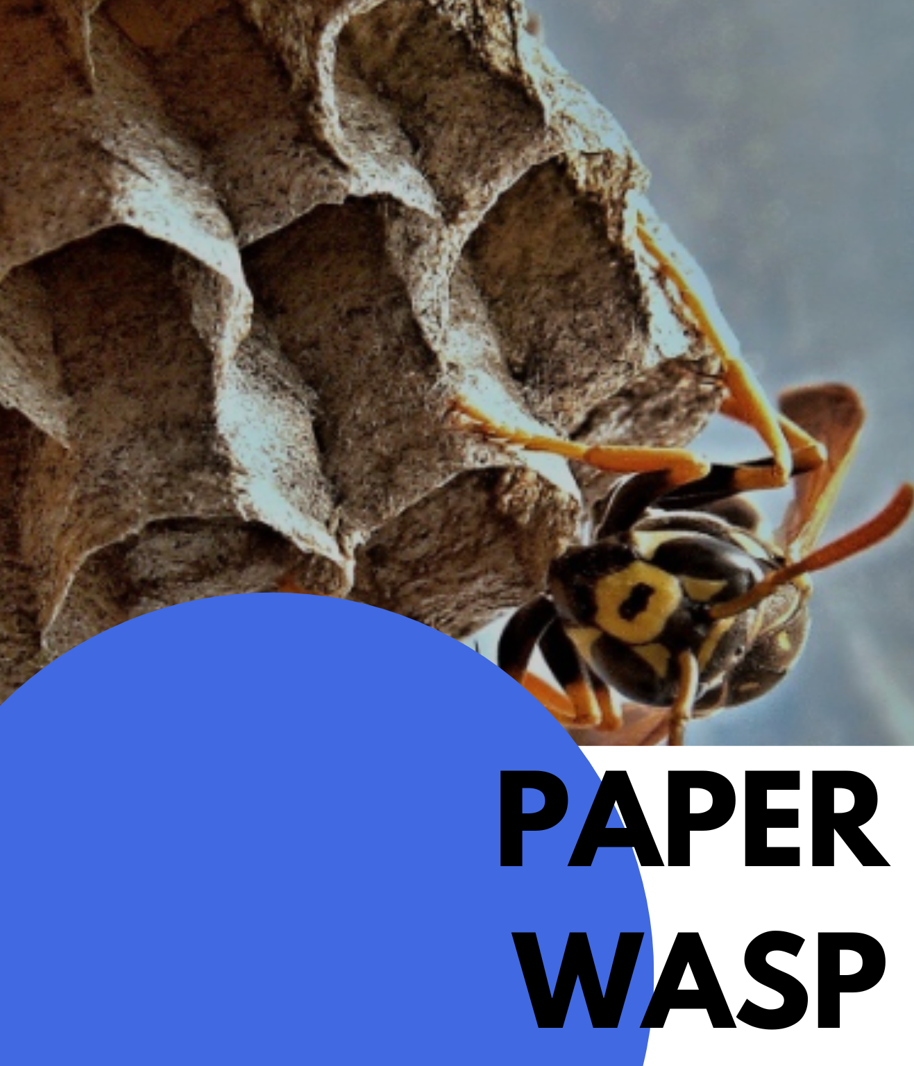PAPER WASP