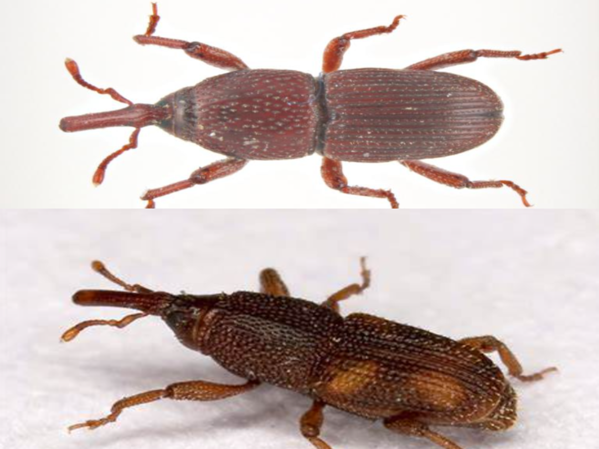 RICE AND GRANARY WEEVILS (1)