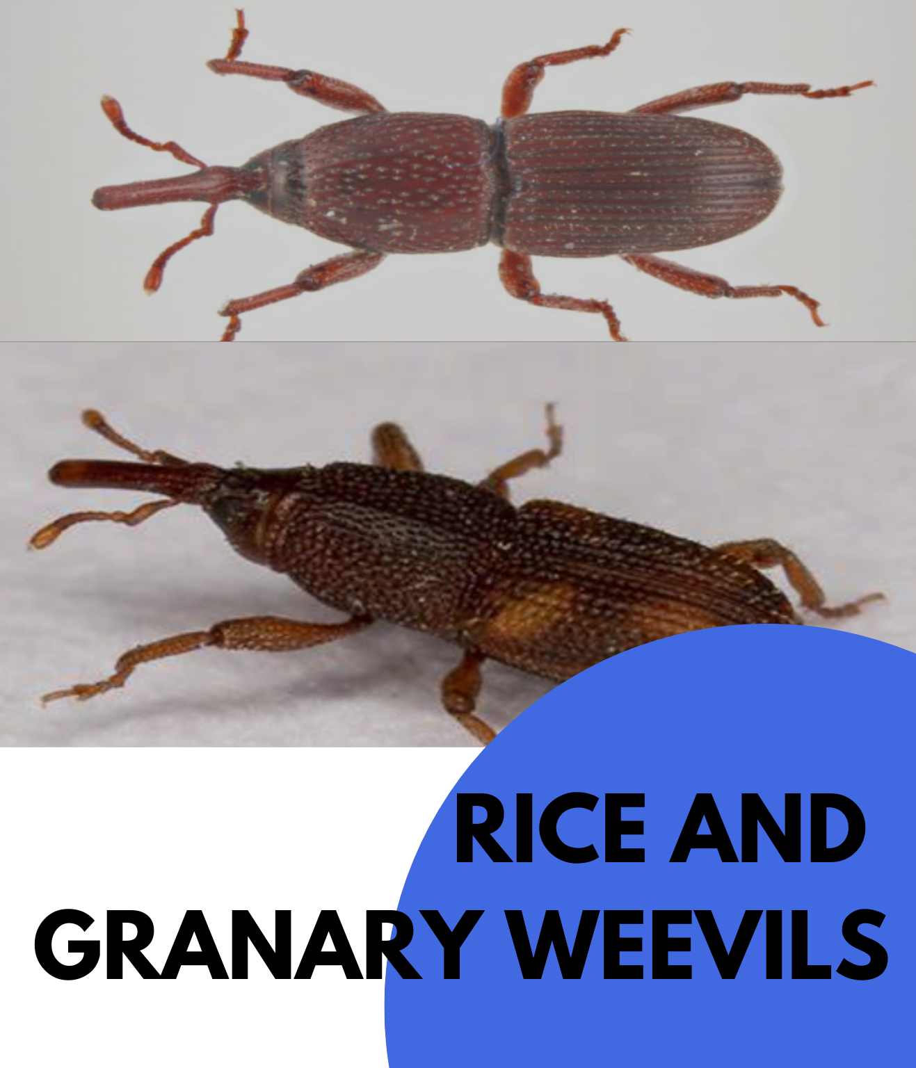 RICE AND GRANARY WEEVILS