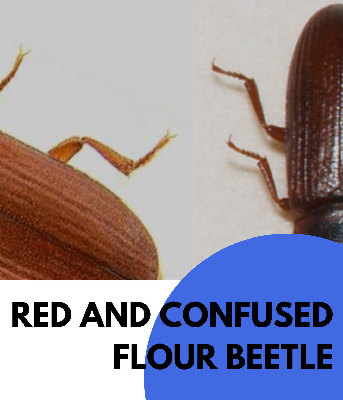 Red and confused flour beetle (2)