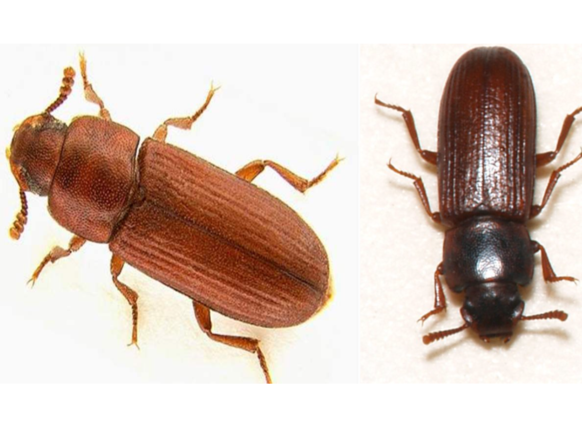 Red and confused flour beetle