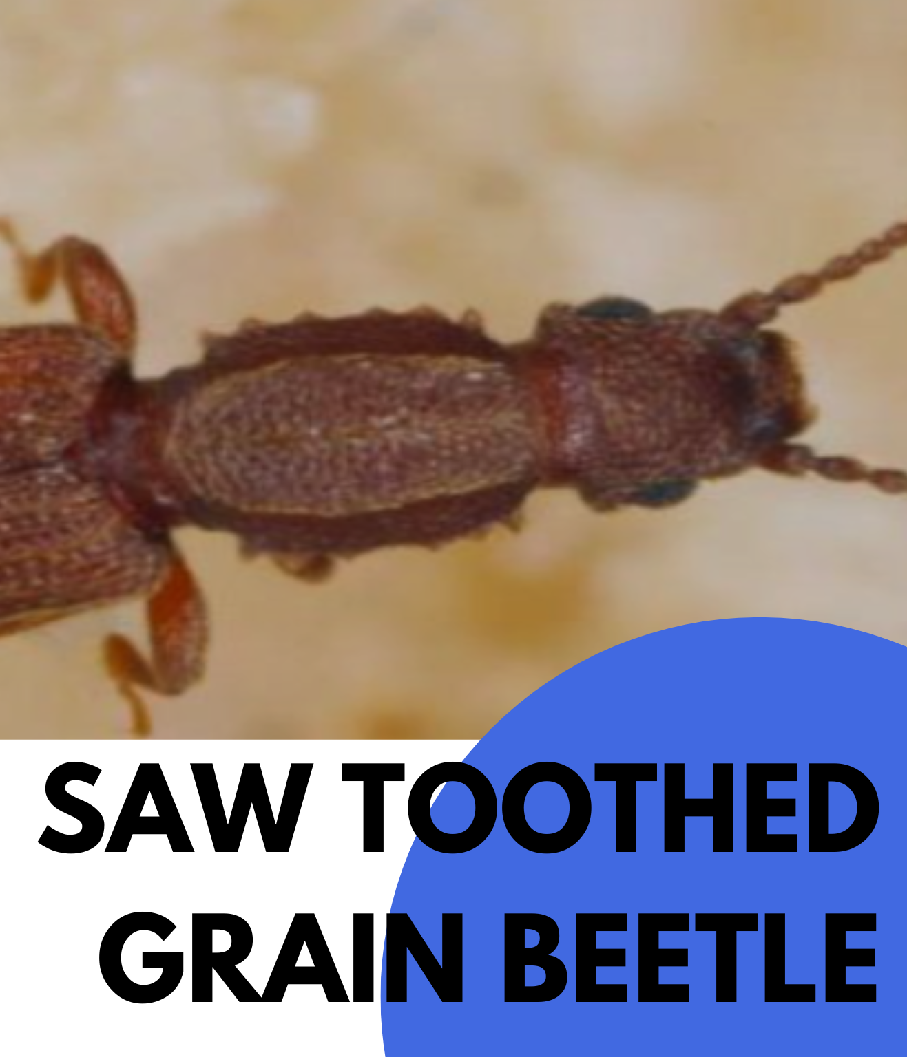 Saw Toothed Grain Beetle (2)