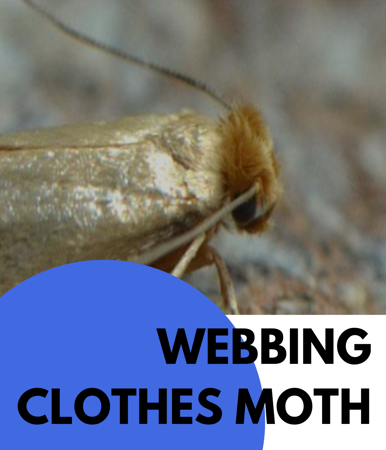 WEBBING CLOTHES MOTH (2)