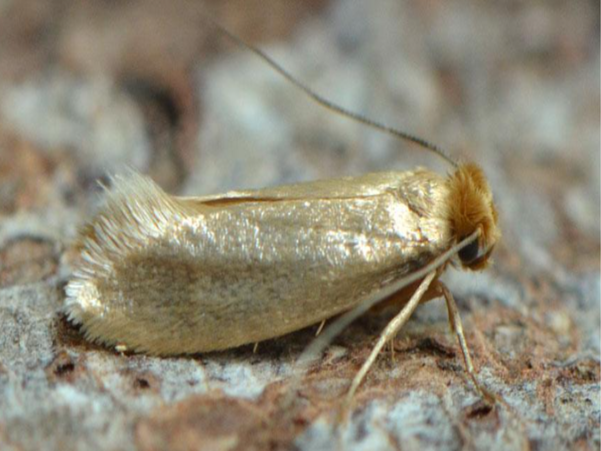 WEBBING CLOTHES MOTH