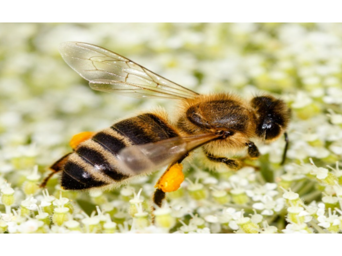 WESTERN HONEY BEE (1)