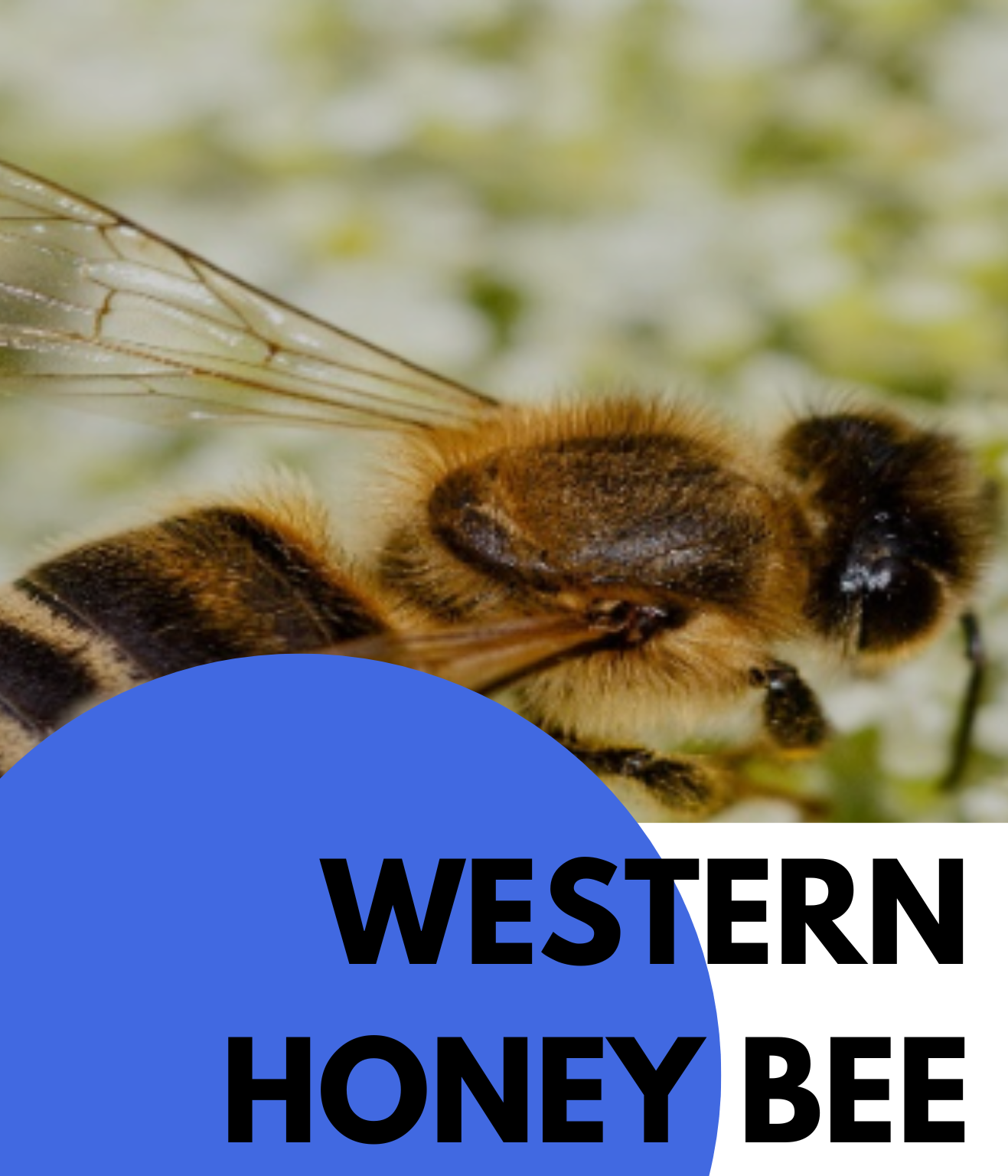 WESTERN HONEY BEE