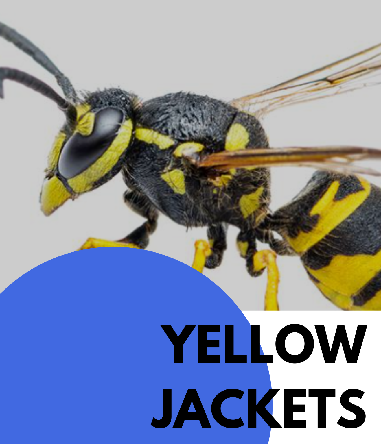 YELLOW JACKETS