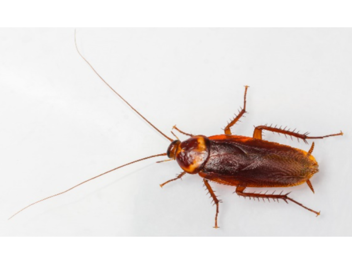american cockroach (1)