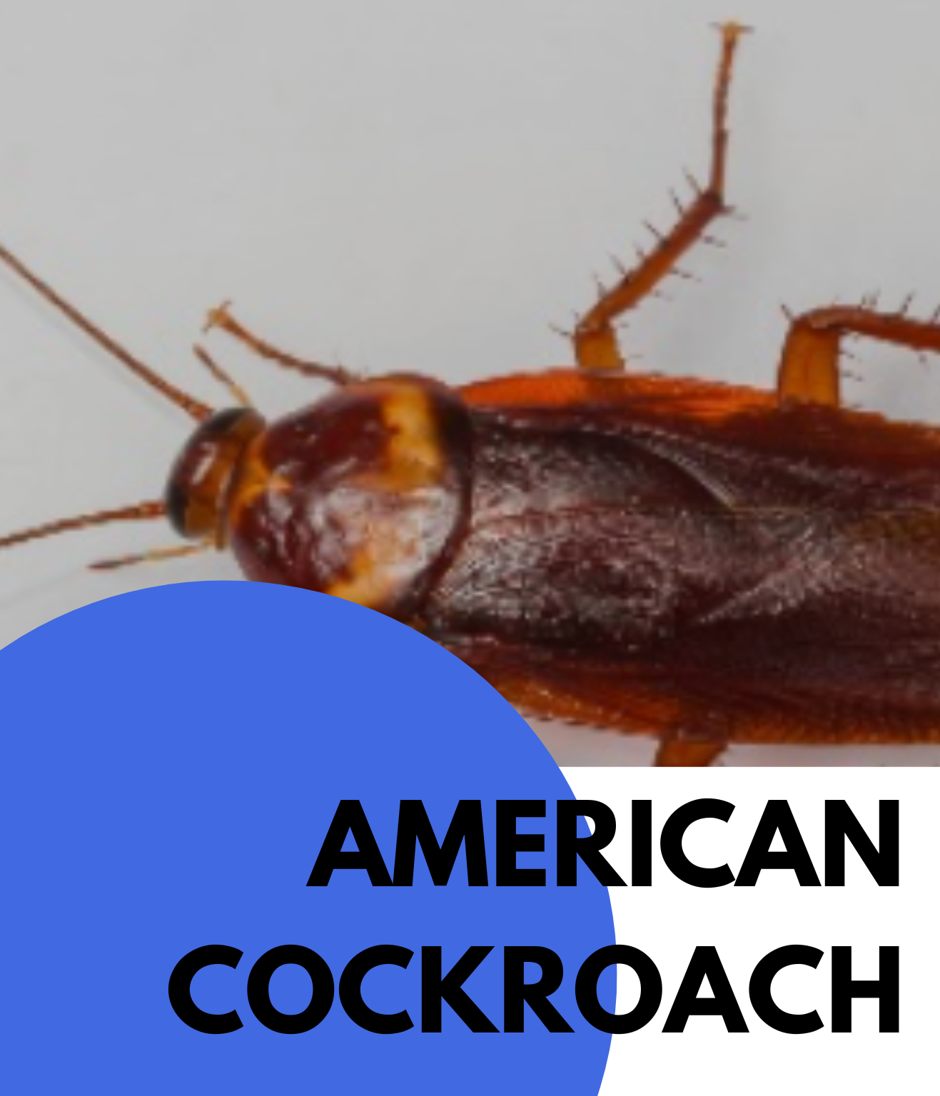 american cockroach (3)