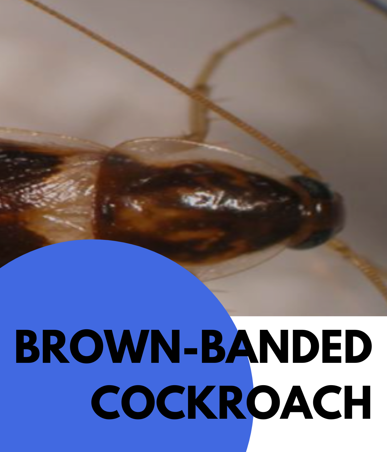 brown-banded cockroach (2)