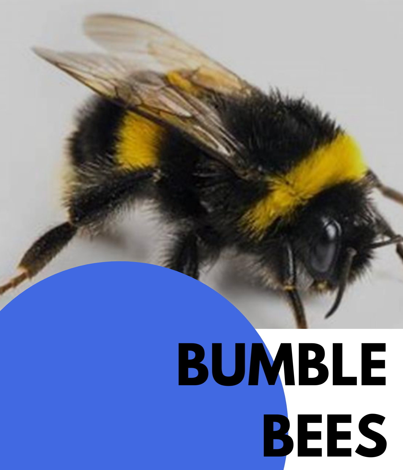 bumble bees