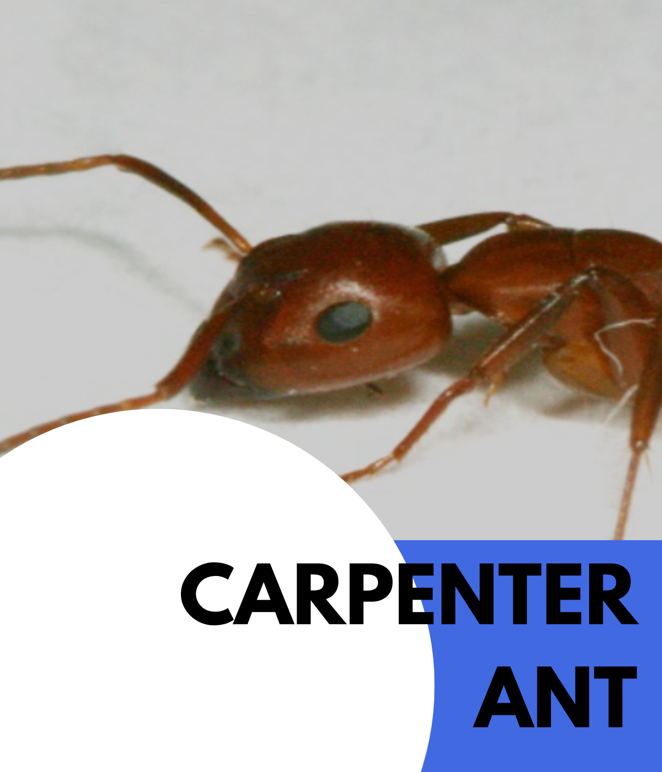 carpenter ant (2)