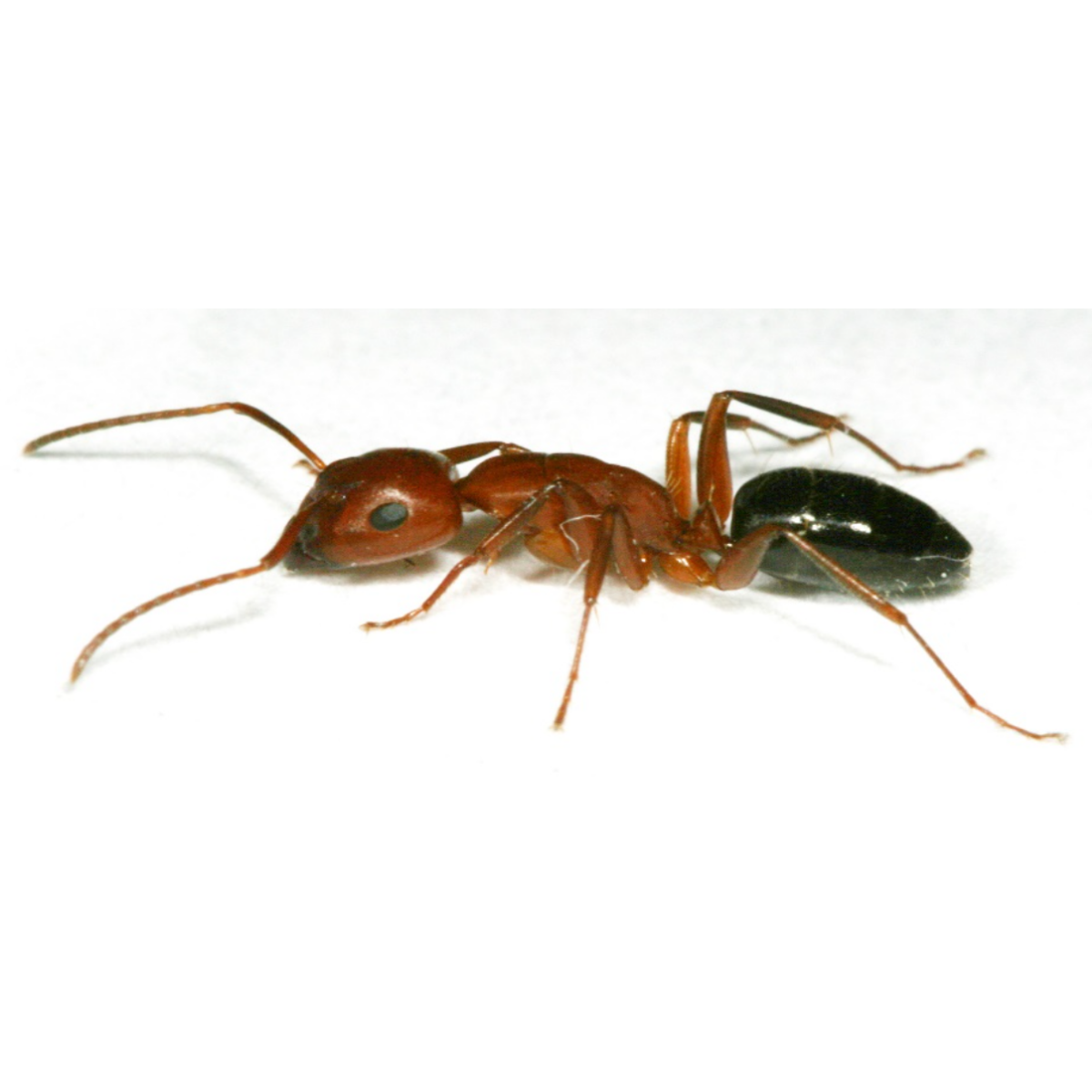 carpenter ant (5)