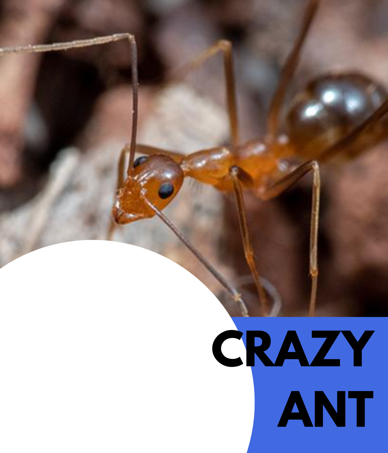 crazy ant (2)