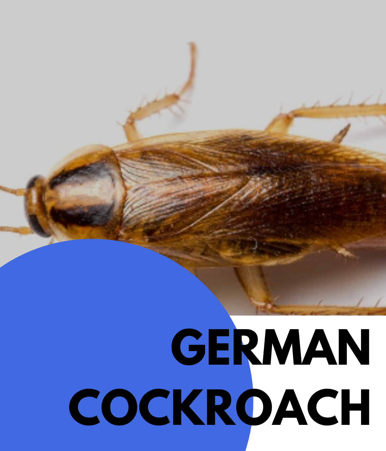 german cockroach