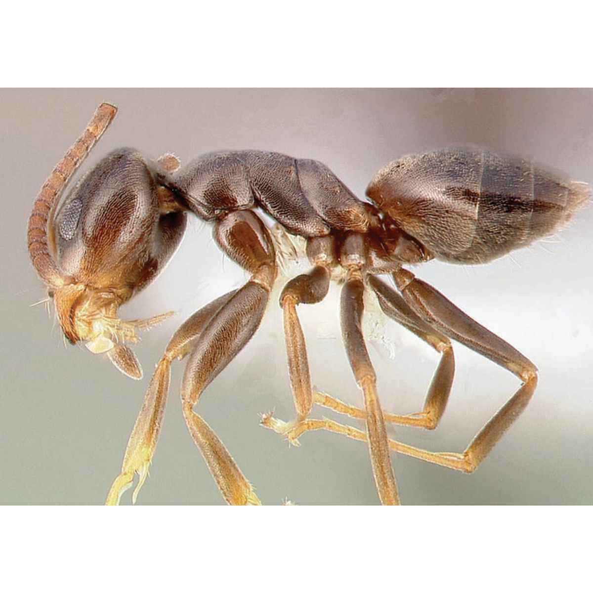 odorous ant (1)