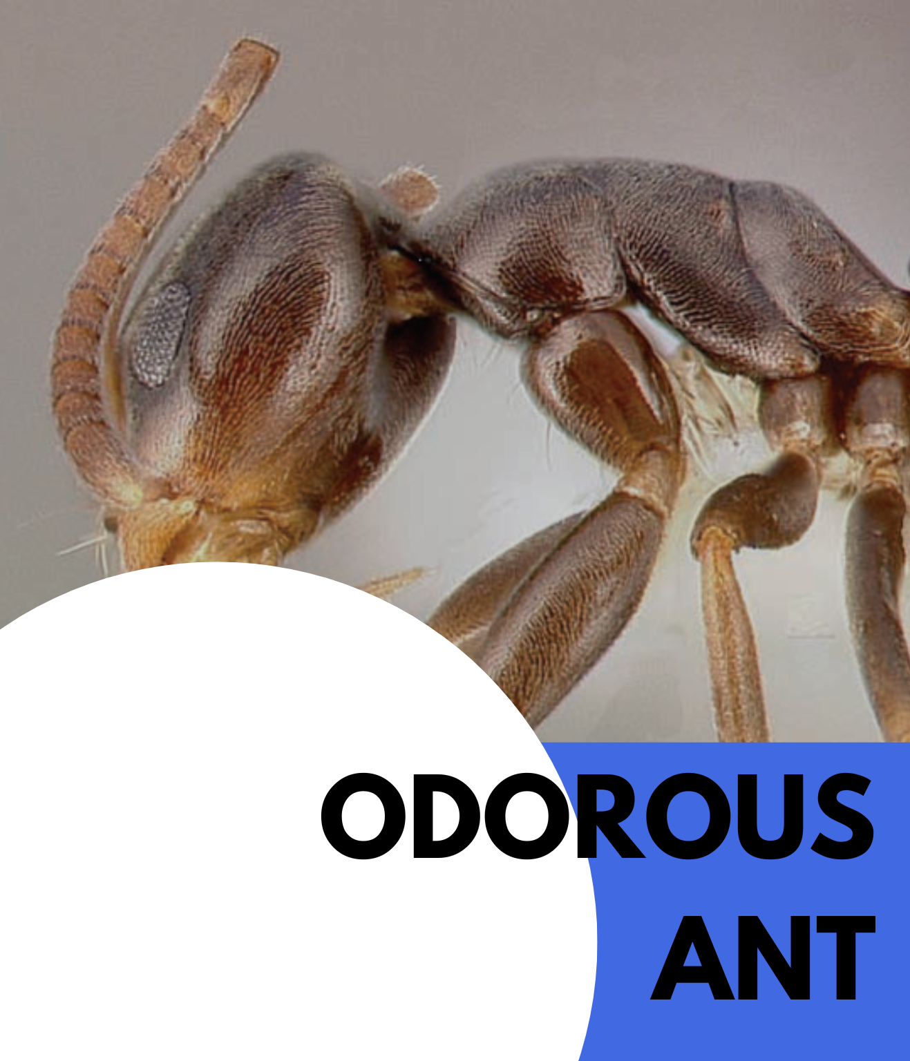 odorous ant