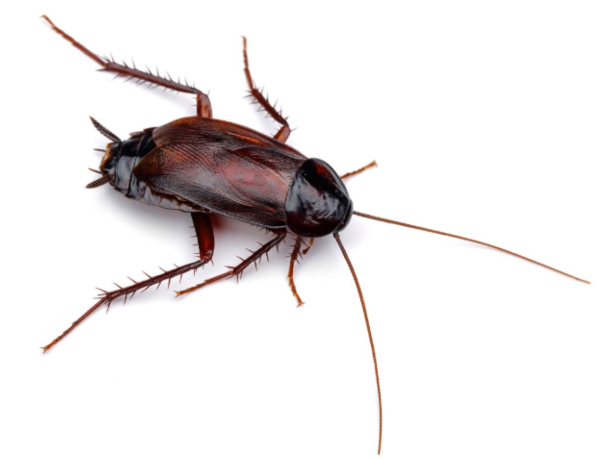 oriental cockroach (1)