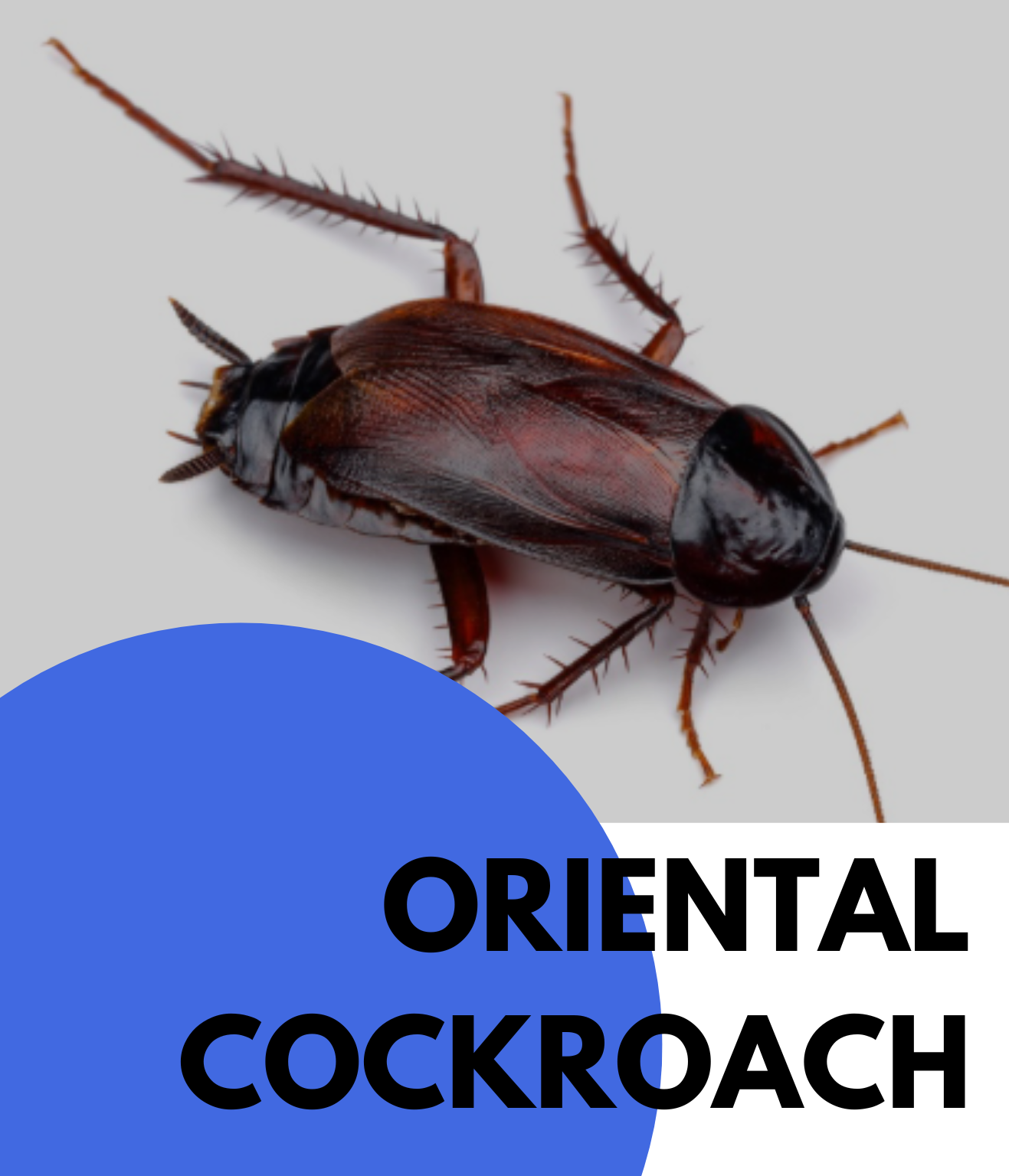 oriental cockroach