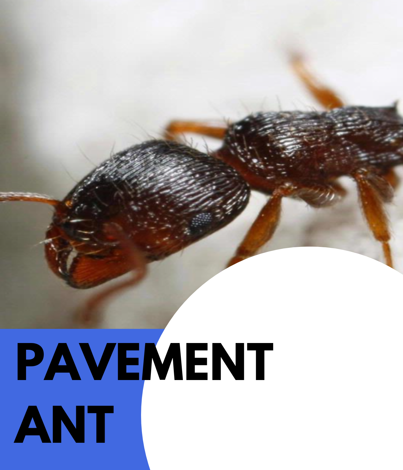 pavement ant (2)