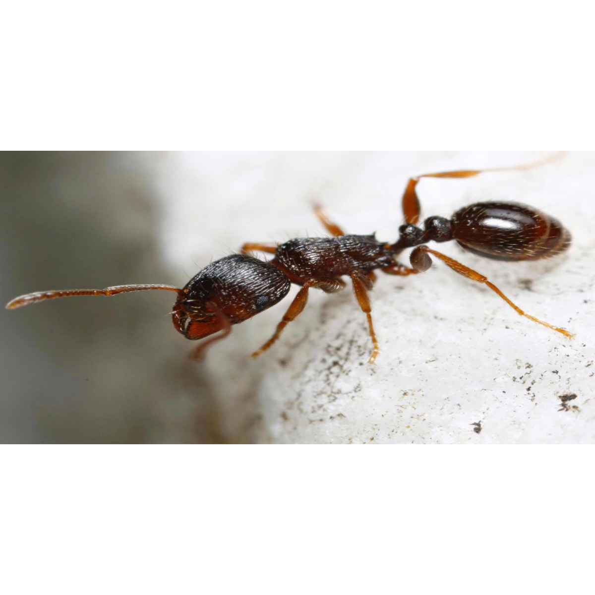 pavement ant (3)