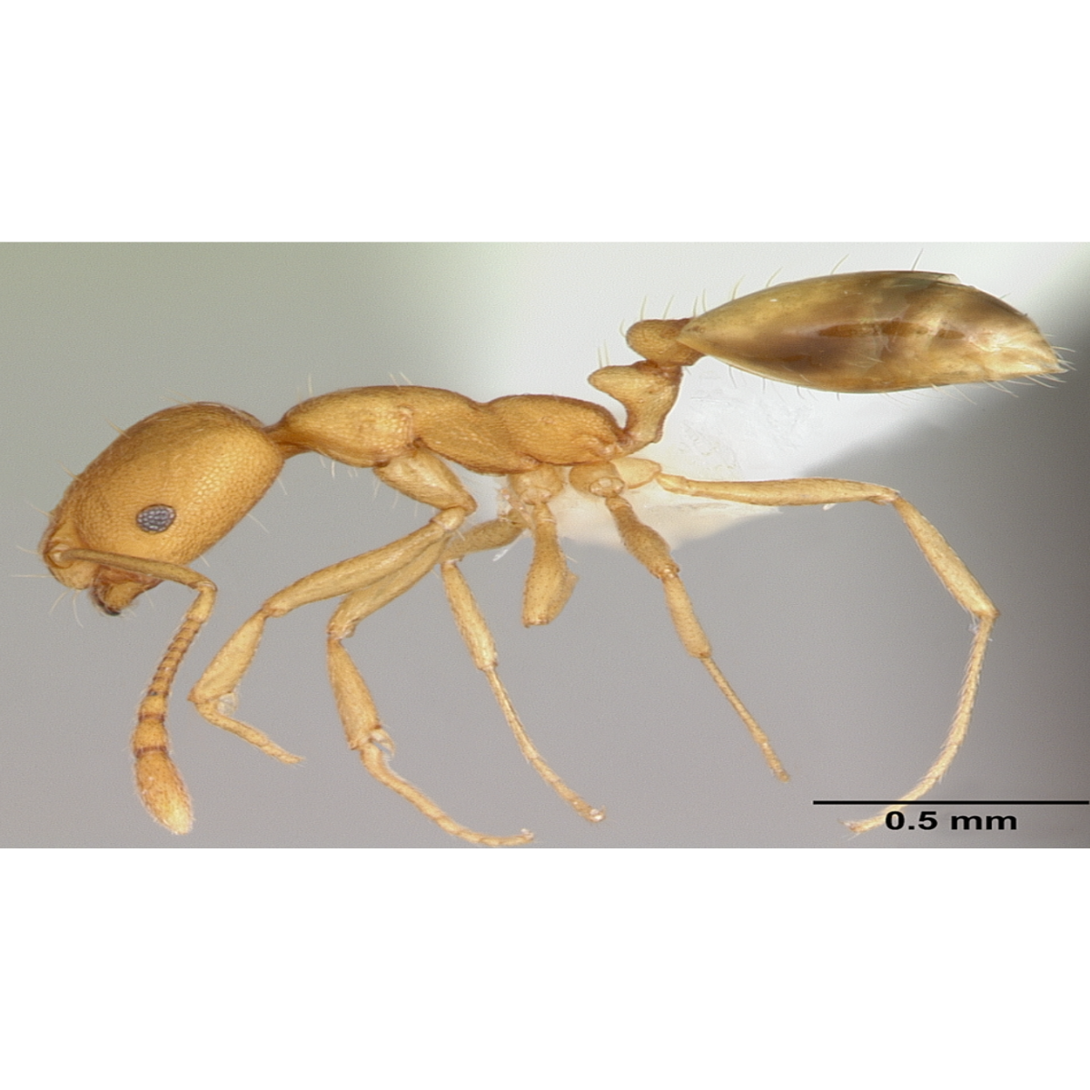 pharoh ant