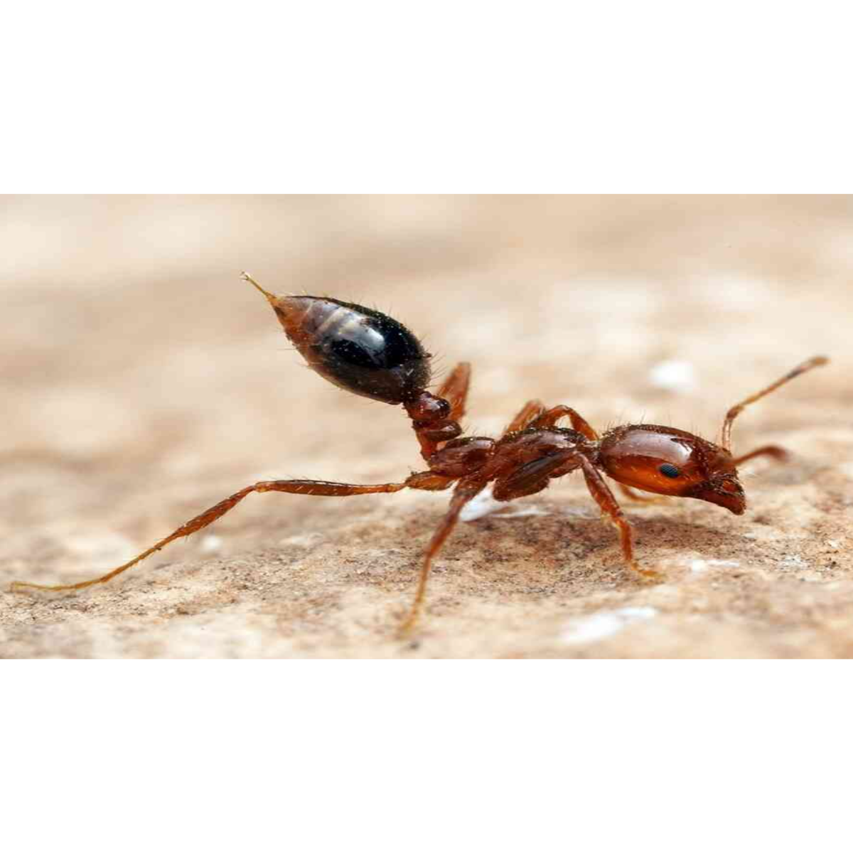 red imported fire ant (2)