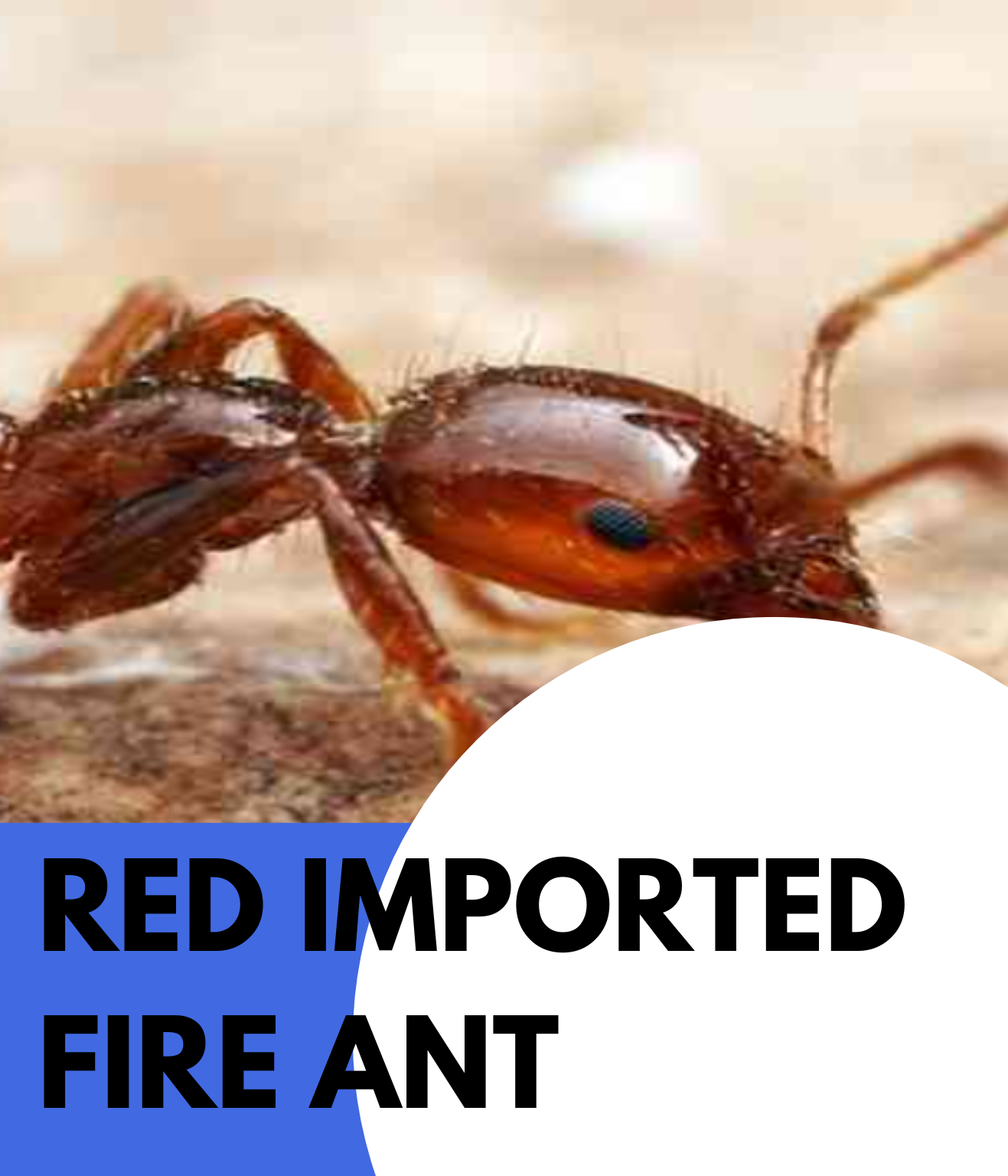 red imported fire ant