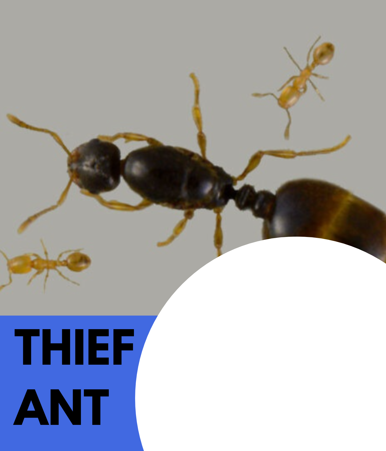 thief ant