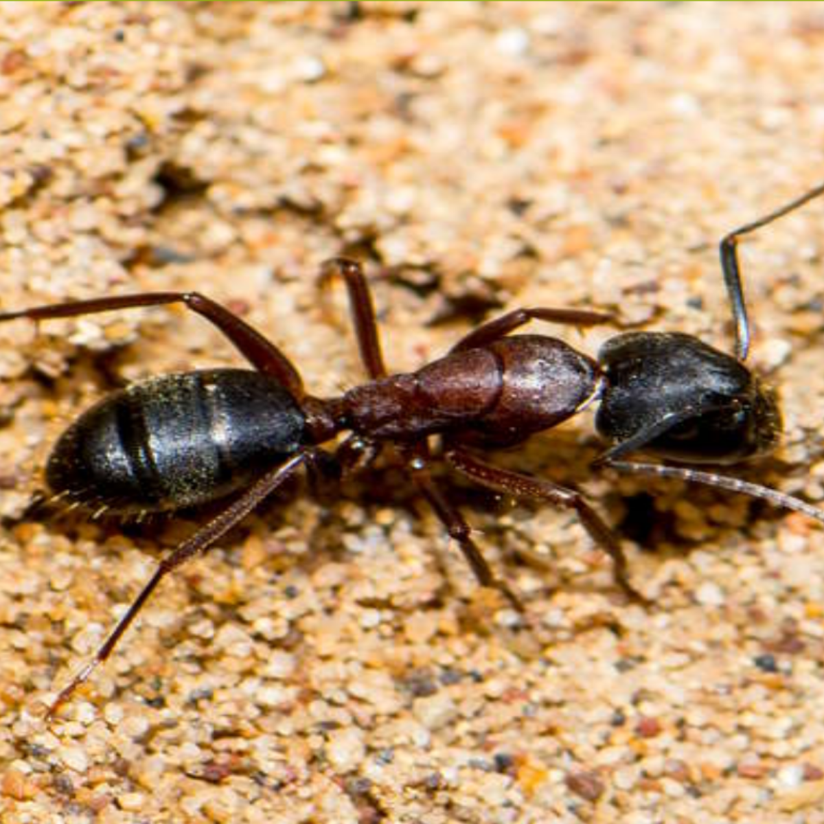 velvety tree ant (3)