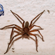 Pest Control in Murrieta