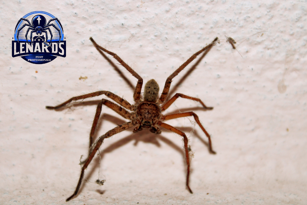 Pest Control in Murrieta