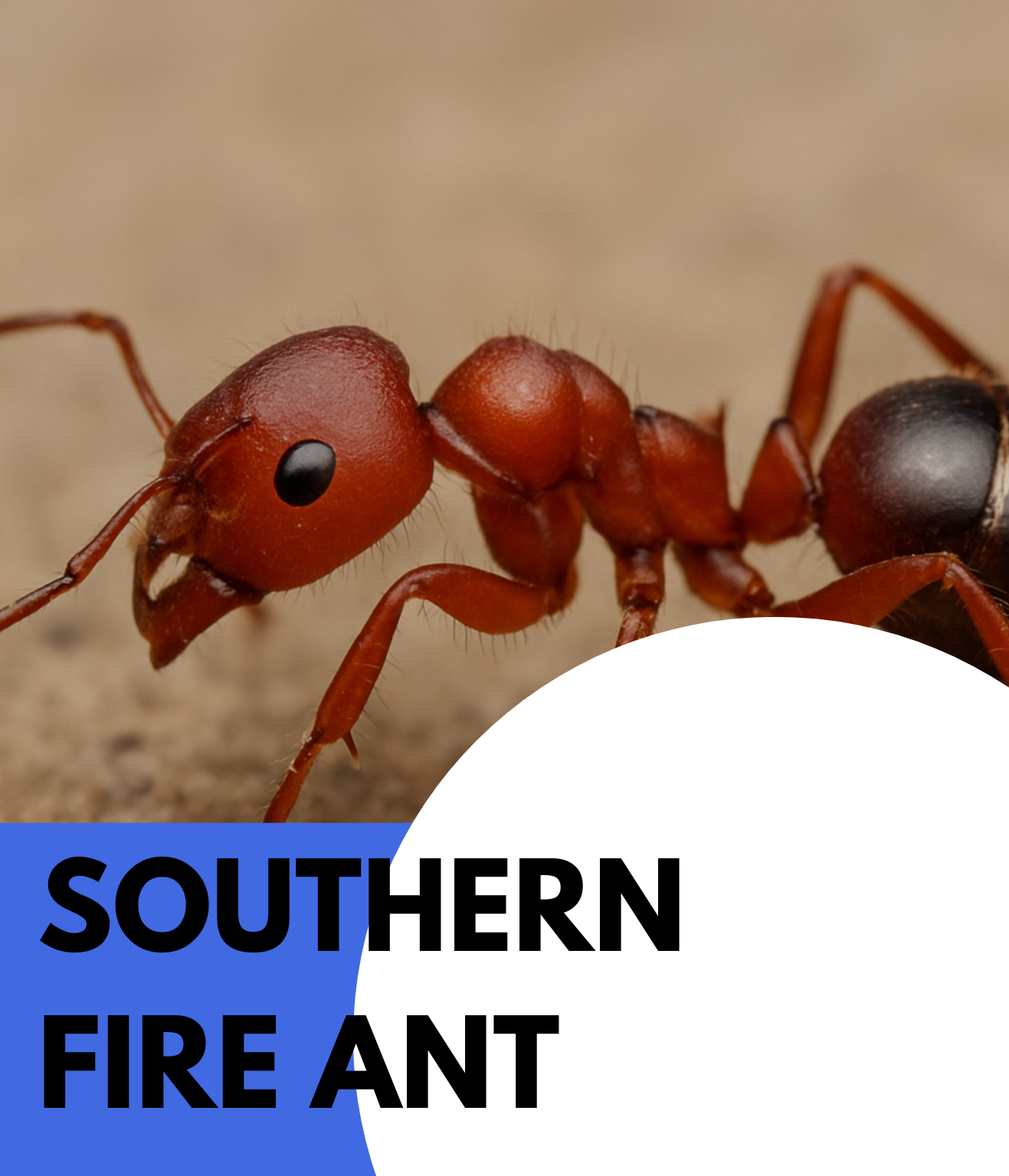 southern fire ant (6)